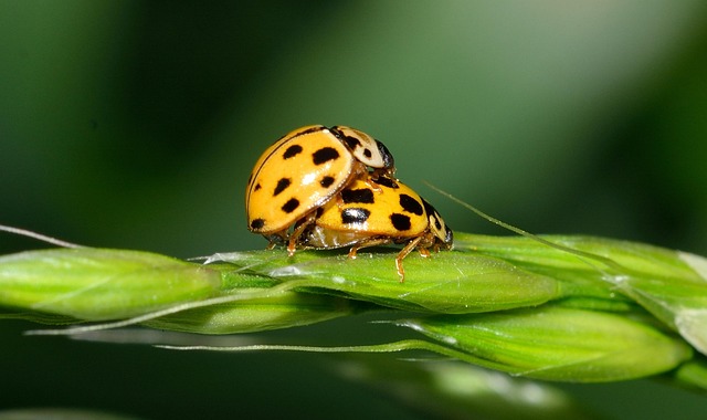 Mariquita, Insecto, Escarabajos