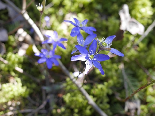 Free Hepatica Spring photo and picture