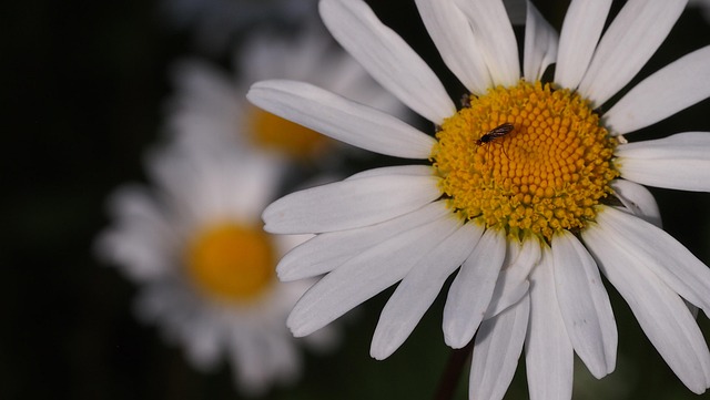Free Daisy Flower photo and picture