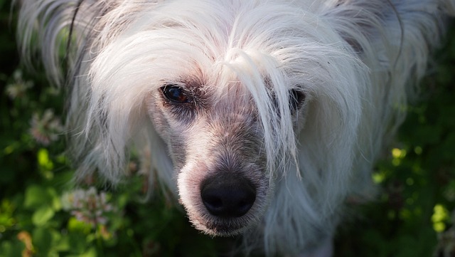 Free Chinese Crested Dog Pet photo and picture