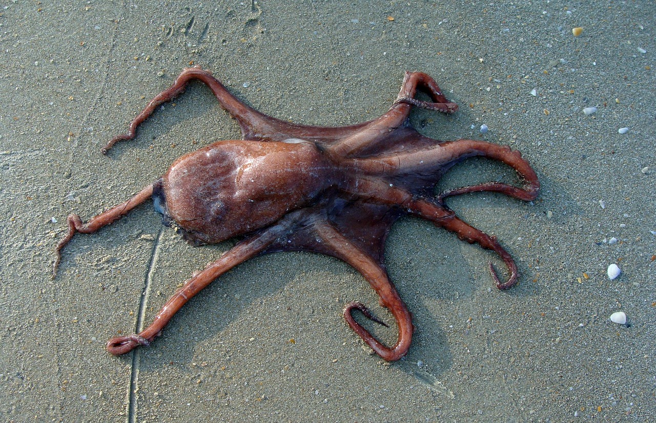 Octopus Beach Sand Free photo on Pixabay Pixabay