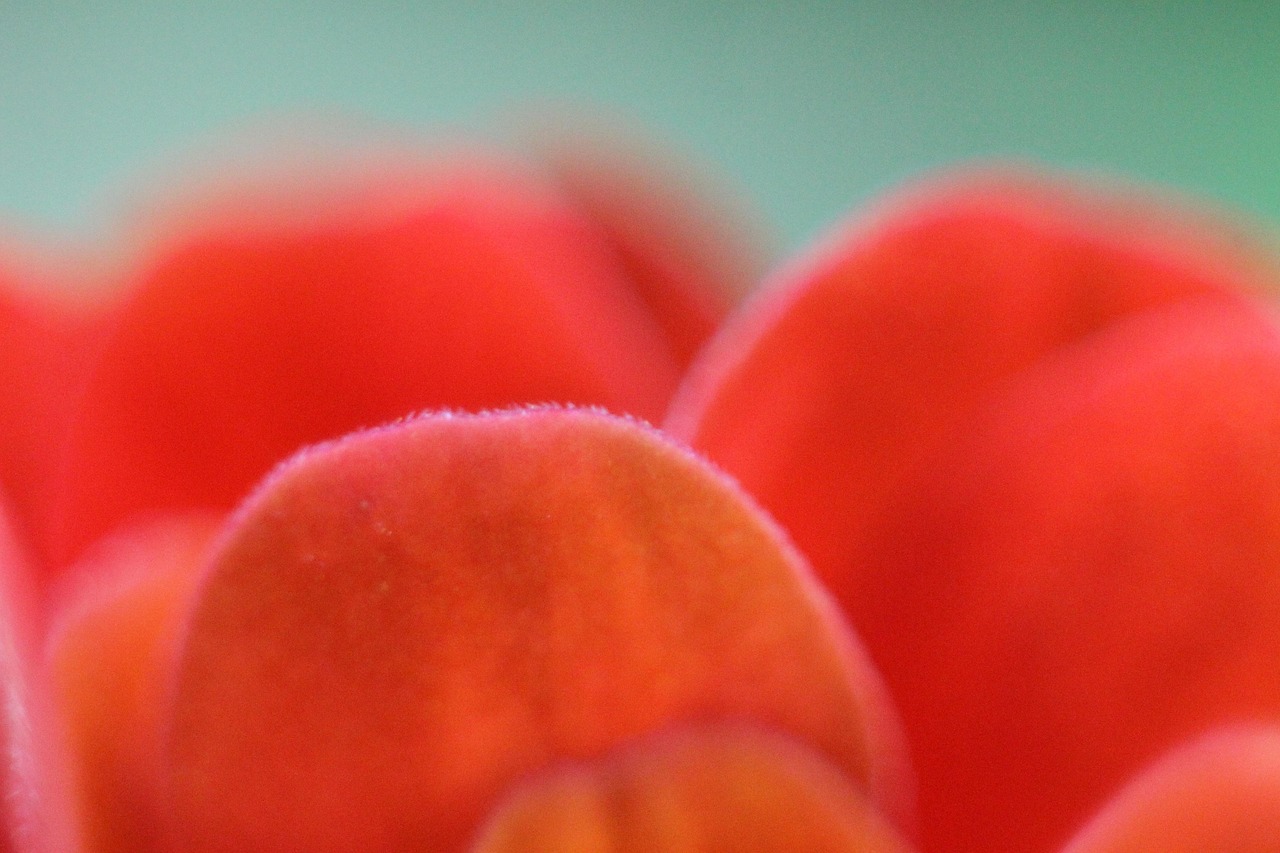 Close Up Of Flower Petals Macro Free photo on Pixabay Pixabay