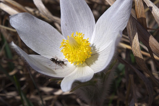 Free Flower Nature photo and picture
