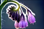 comfrey, flower, spring