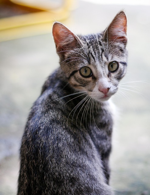 Free Cat Fauna photo and picture