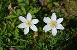 wood anemone, anemones, two daffodils around