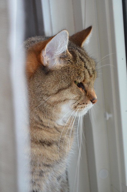 Gato, Gatos, Gato Domestico, Mascotas