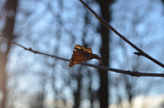 Hoja, Naturaleza, Solo, Árbol, Bosque