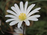 bloodroot, sanguinaria canadensis, blossom