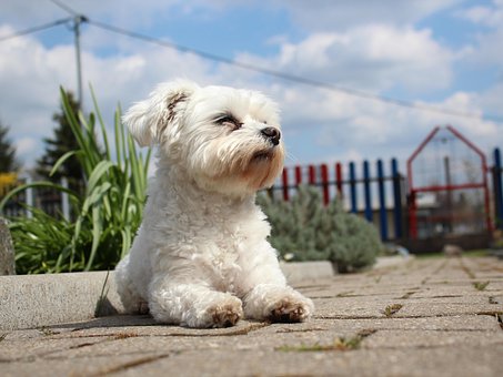Free Animal Dog photo and picture