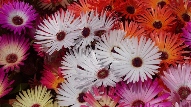 Free Flamboyant Livingston Daisy photo and picture