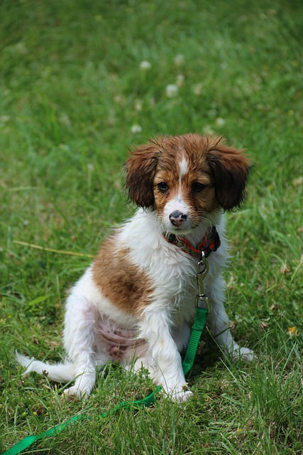 Free Puppy Dog photo and picture