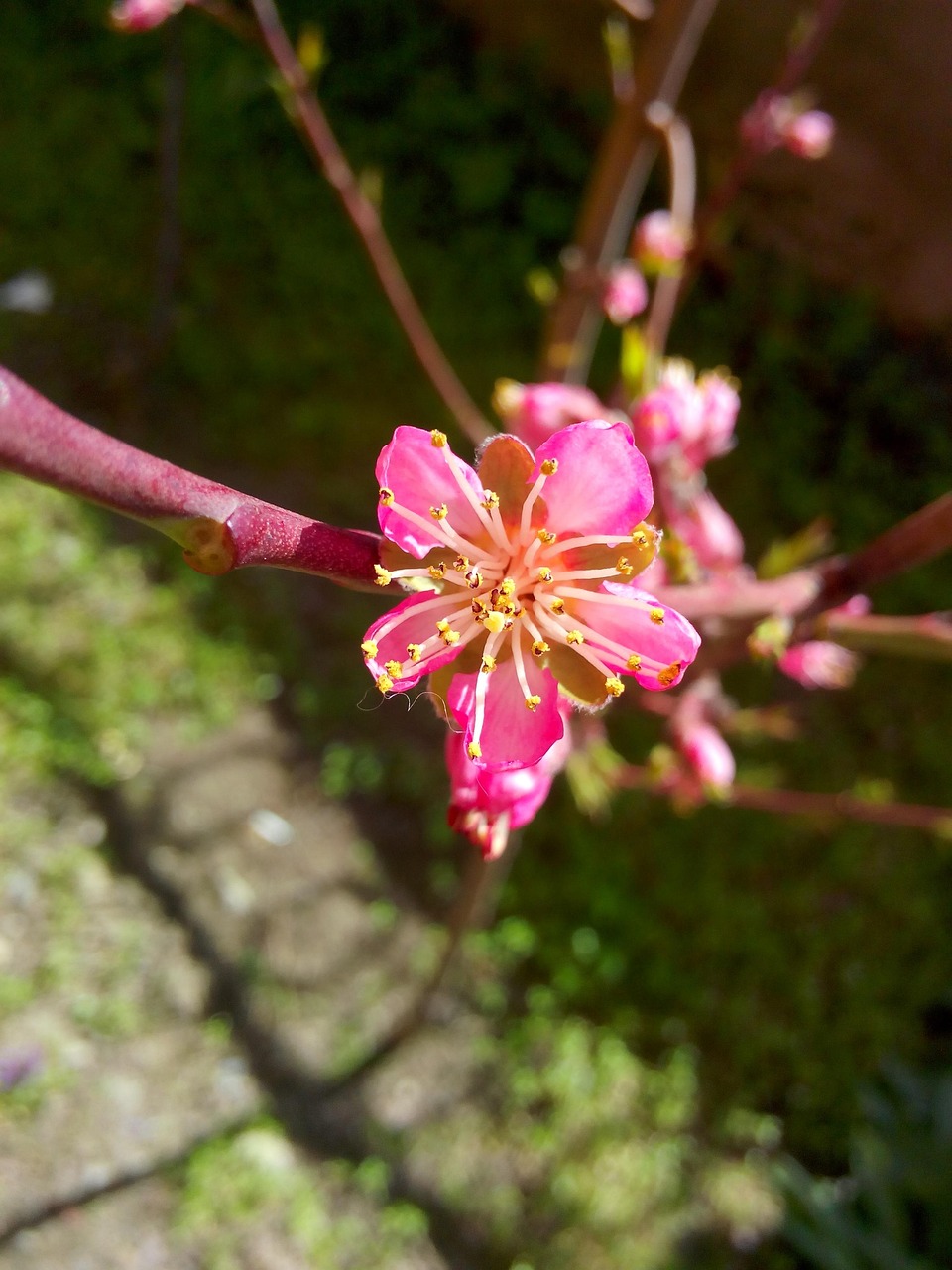 Peach Flower Free photo on Pixabay Pixabay