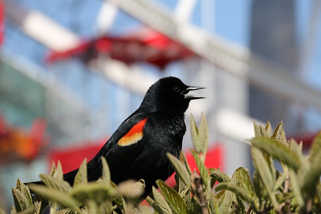 Free Red-Winged Blackbird Sparrow Bird photo and picture