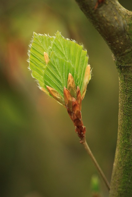 Download free HD stock image of Beech Beech Leaf Free Beech Beech Leaf photo and picture