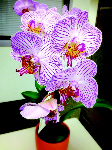 Free Orchid Flower photo and picture