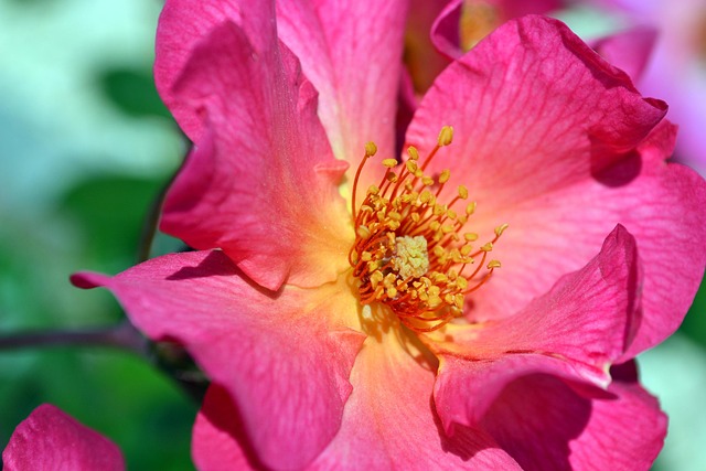 Free Rose Nature photo and picture