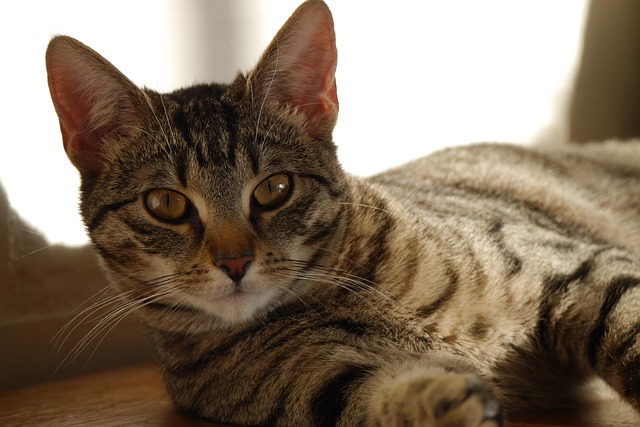 Katze, Haustier, Stubentiger, Fell, Tier