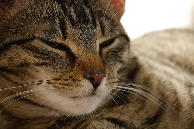 Katze, Haustier, Haustier, Stubentiger