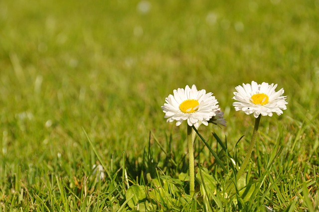 Free Daisies Beautiful Flowers photo and picture