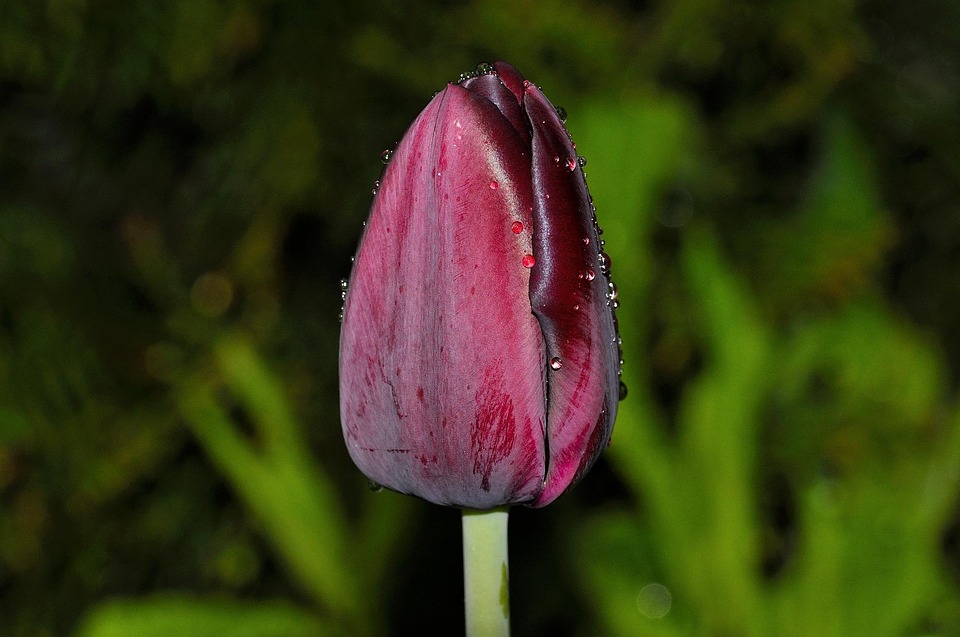 Bunga Tulp Mekar Merah - Foto gratis di Pixabay - Pixabay