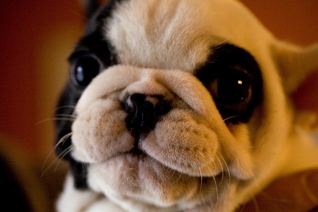 Nature S Domain Dog Food For Pugs Nature S Domain Dog Food For Pugs