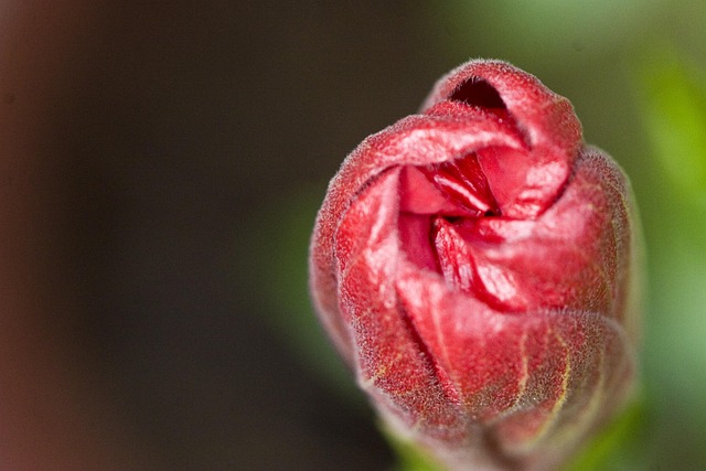 Free Bud Pink photo and picture