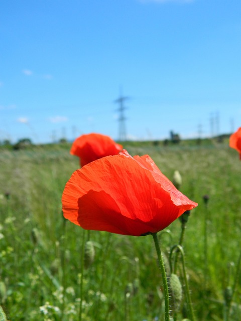 Valmue, Blomst, Natur, Smukke Blomster