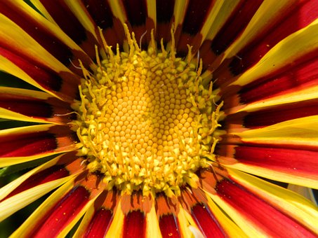 Gazania, Blomst Baggrund, Blomst, Natur