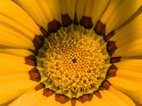 Gazania, Blomst, Natur, Blomstre