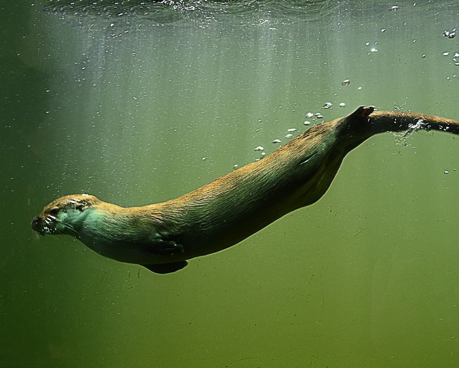 Hewan Otter Binatang Menyusui Foto Gratis Di Pixabay