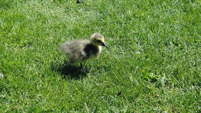 Free Gosling Duck photo and picture