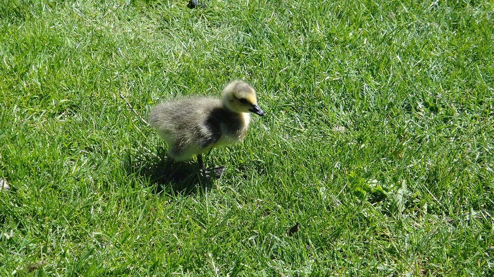 Gosling Duck Chick - Free photo on Pixabay - Pixabay