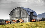 horses, grange, farm
