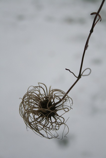 Free Nature Winter photo and picture