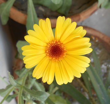 Afrikaanse Goudsbloem, Gele Bloem
