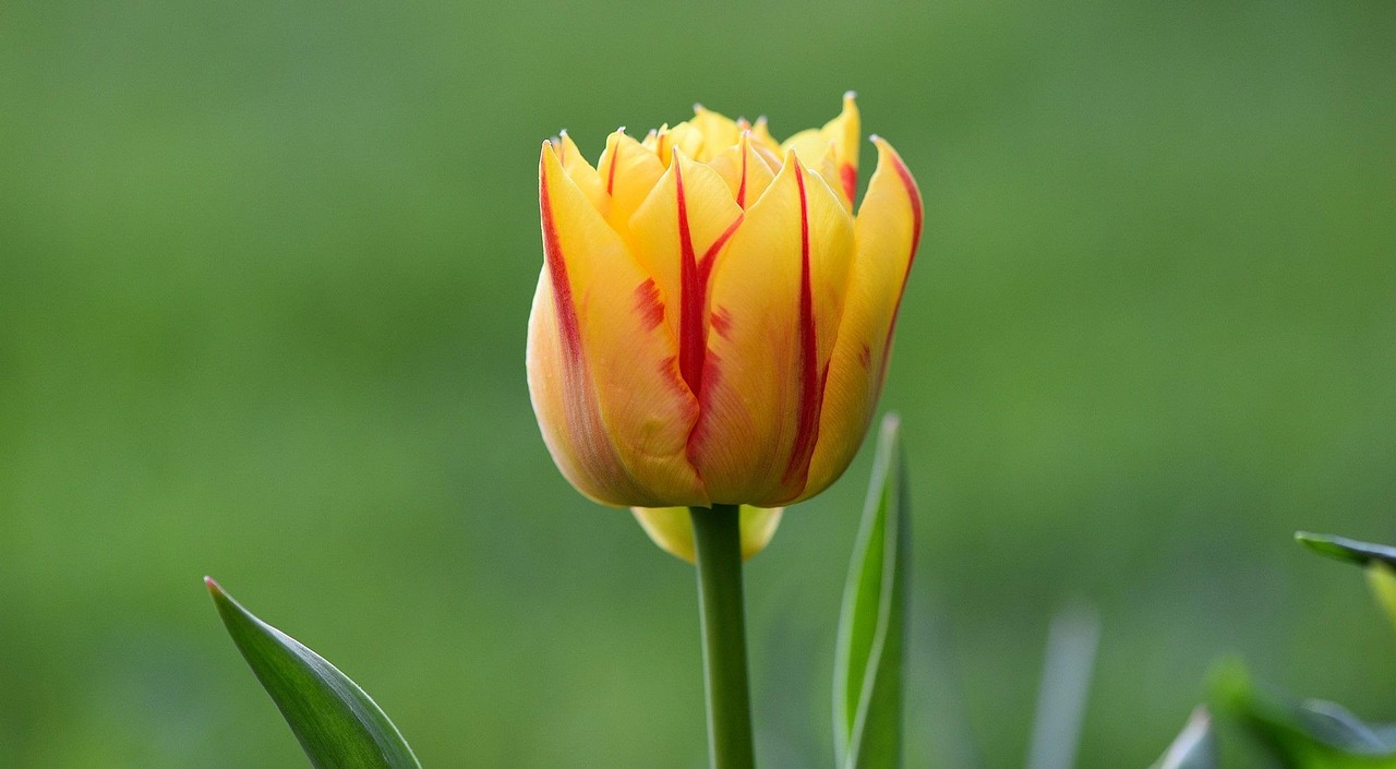 Bunga Tulp Mekar Kuning - Foto gratis di Pixabay - Pixabay