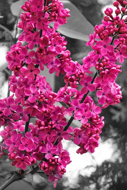 Blume, Farbe, Blüte, Natur