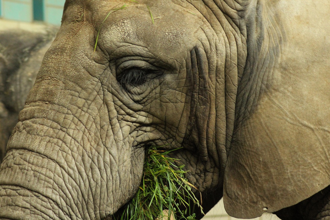 elephant-757244_1280.jpg
