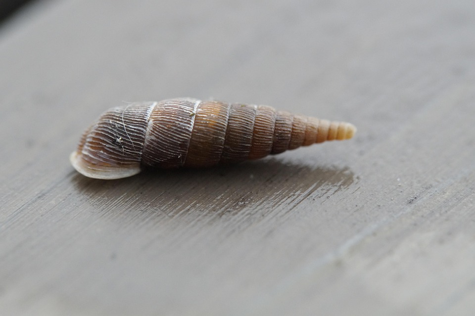 Schnecke Schneckenhaus Gedreht Kostenloses Foto auf Pixabay Pixabay
