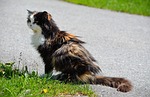 cat, pet, animal