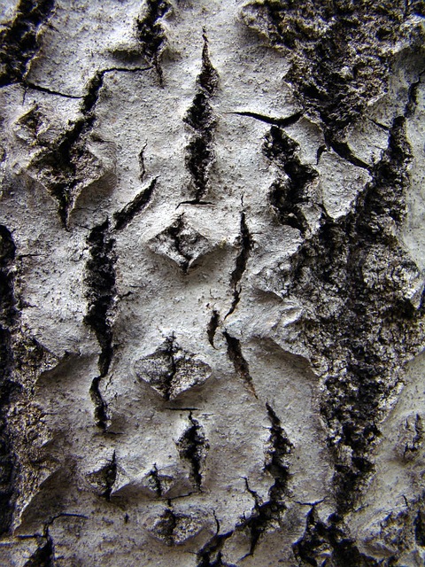 Baum, Natur, Textur, Bärisch