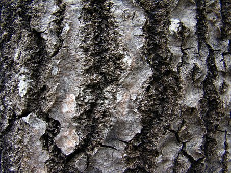 Baum, Bärisch, Birke, Textur, Näver
