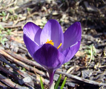 Blume, Krokus, Frühling, Garten, Lila
