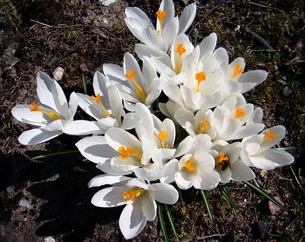 Blume, Krokus, Garten