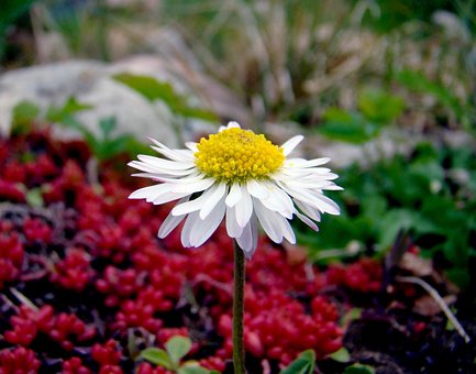 Blume, White, Blumen Hintergrund, Natur