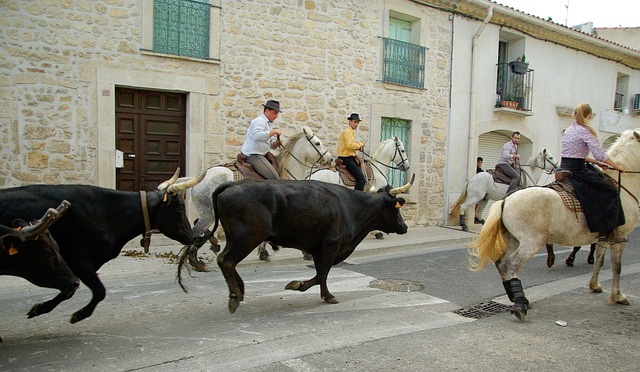 Free France Camargue photo and picture