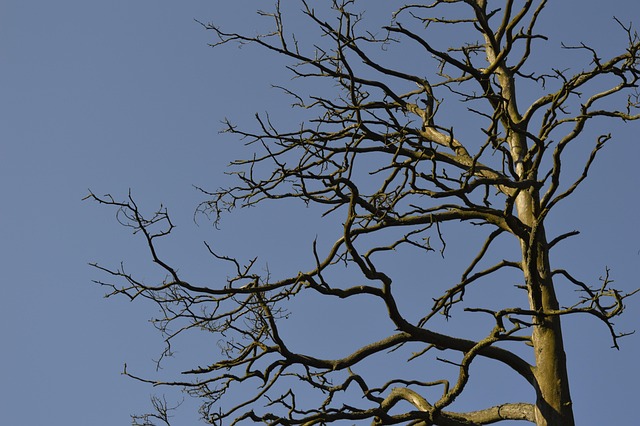 Free Kelo Brushwood photo and picture