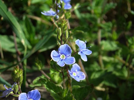 Veronika, Blumentapete, Blume