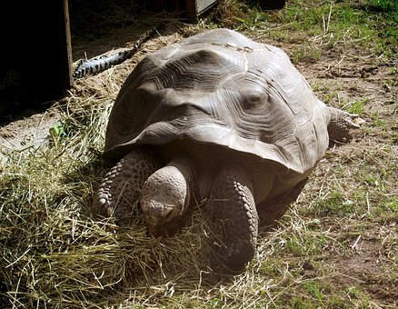 Schildkröte, Reptil, Alte, Tiere